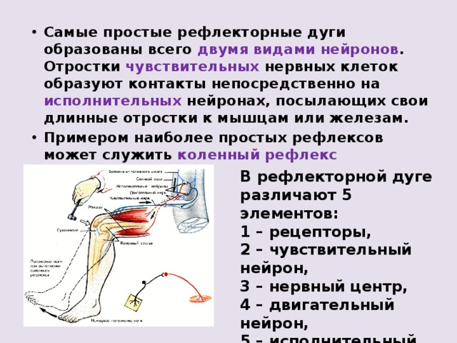 Самые простые рефлекторные дуги образованы всего двумя видами нейронов . Отростки чувствительных нервных клеток образуют контакты непосредственно на исполнительных нейронах, посылающих свои длинные отростки к мышцам или железам. Примером наиболее простых рефлексов может служить коленный рефлекс В рефлекторной дуге различают 5 элементов: 1 – рецепторы, 2 – чувствительный нейрон, 3 – нервный центр, 4 – двигательный нейрон, 5 – исполнительный орган. 