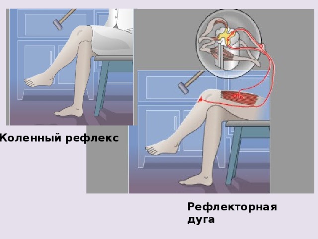 Коленный рефлекс Рефлекторная дуга 