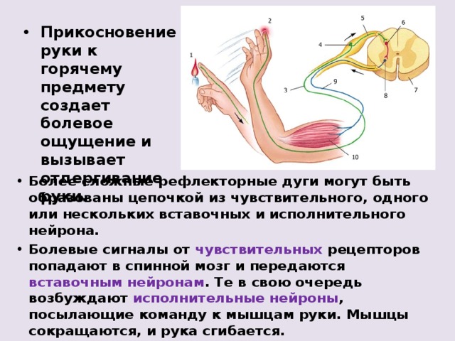 Прикосновение руки к горячему предмету создает болевое ощущение и вызывает отдергивание руки. Более сложные рефлекторные дуги могут быть образованы цепочкой из чувствительного, одного или нескольких вставочных и исполнительного нейрона. Болевые сигналы от чувствительных рецепторов попадают в спинной мозг и передаются вставочным нейронам . Те в свою очередь возбуждают исполнительные нейроны , посылающие команду к мышцам руки. Мышцы сокращаются, и рука сгибается. 