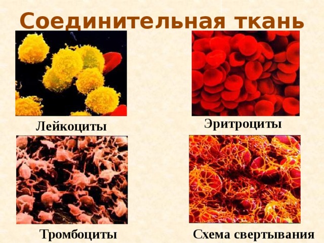 Соединительная ткань Эритроциты Лейкоциты Тромбоциты Схема свертывания 