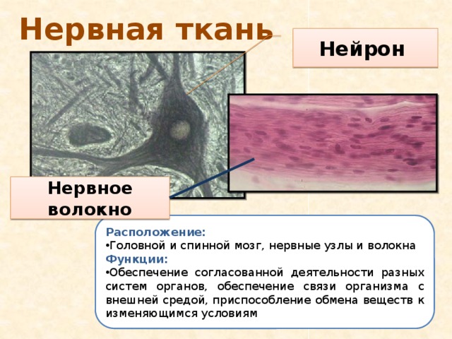 Нервная ткань Нейрон Нервное волокно Расположение: Головной и спинной мозг, нервные узлы и волокна Функции: Обеспечение согласованной деятельности разных систем органов, обеспечение связи организма с внешней средой, приспособление обмена веществ к изменяющимся условиям 