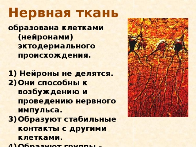 Нервная ткань образована клетками (нейронами) эктодермального происхождения.  1) Нейроны не делятся. Они способны к возбуждению и проведению нервного импульса. Образуют стабильные контакты с другими клетками. Образуют группы - ганглии, серое и белое вещество, нервные волокна. 