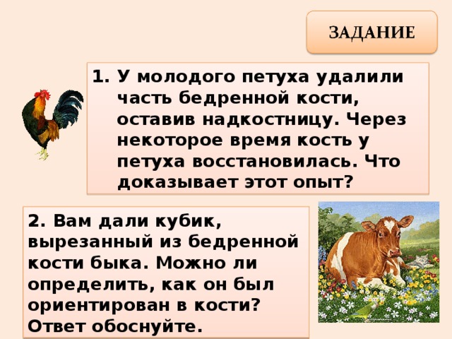 У молодого петуха удалили часть бедренной кости, оставив надкостницу. Через некоторое время кость у петуха восстановилась. Что доказывает этот опыт? 2. Вам дали кубик, вырезанный из бедренной кости быка. Можно ли определить, как он был ориентирован в кости? Ответ обоснуйте. 
