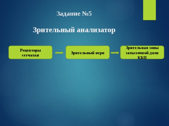 Задание №5   Зрительный анализатор Рецепторы сетчатки Зрительная зоны затылочной доли КБП Зрительный нерв 