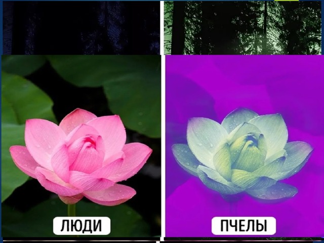Как видят животные 