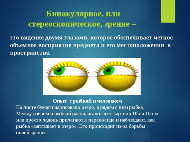 Бинокулярное, или стереоскопическое, зрение – это видение двумя глазами, которое обеспечивает четкое объемное восприятие предмета и его местоположения в пространстве.   Опыт с рыбкой и человеком На листе бумаги нарисовано озеро, а рядом с ним рыбка. Между озером и рыбкой располагают лист картона 10 на 10 см или просто ладонь прилагают к переносице и наблюдают, как рыбка «заплывает в озеро». Это происходит из-за борьбы полей зрения. 