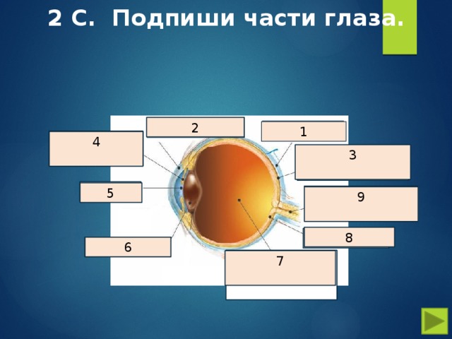 2 С. Подпиши части глаза.   2 роговица склера 1 радужная оболочка 4 3 сосудистая оболочка зрачок 5 зрительный нерв 9 8 сетчатка хрусталик 6 стекловидное тело 7 