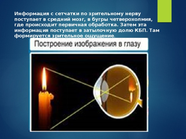 Информация с сетчатки по зрительному нерву поступает в средний мозг, в бугры четверохолмия, где происходит первичная обработка. Затем эта информация поступает в затылочную долю КБП. Там формируется зрительное ощущение . 