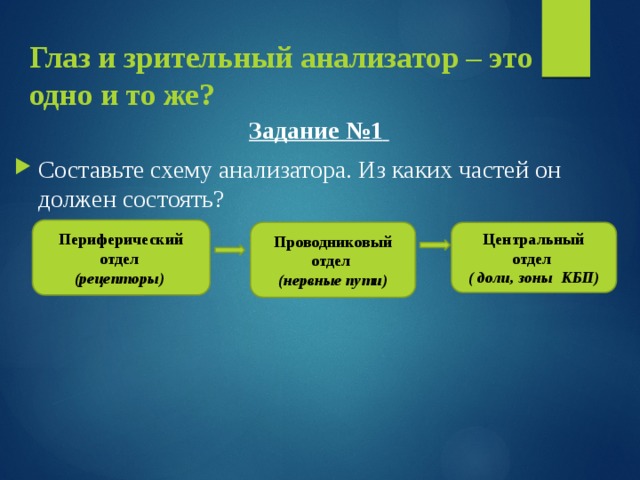 Глаз и зрительный анализатор – это одно и то же?   Задание №1  Составьте схему анализатора. Из каких частей он должен состоять?      Периферический отдел (рецепторы) Проводниковый отдел (нервные пути) Центральный отдел ( доли, зоны КБП) 