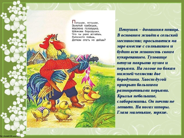  Петушок – домашняя птица. В основном живёт в сельской местности; просыпается на заре вместе с солнышком и будит всю живность своим кукареканием. Туловище петуха покрыто пухом и перьями. На голове по бокам нижней челюсти две бородушки. Хвост дугой прикрыт большими разноцветными перьями. Крылья небольшие, слаборазвиты. Он почти не летает. На ногах шпоры. Глаза маленькие, зоркие. 