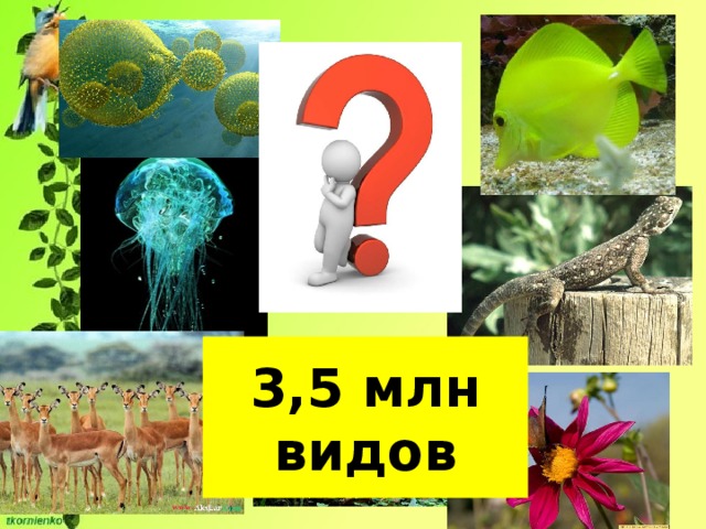 3,5 млн видов 