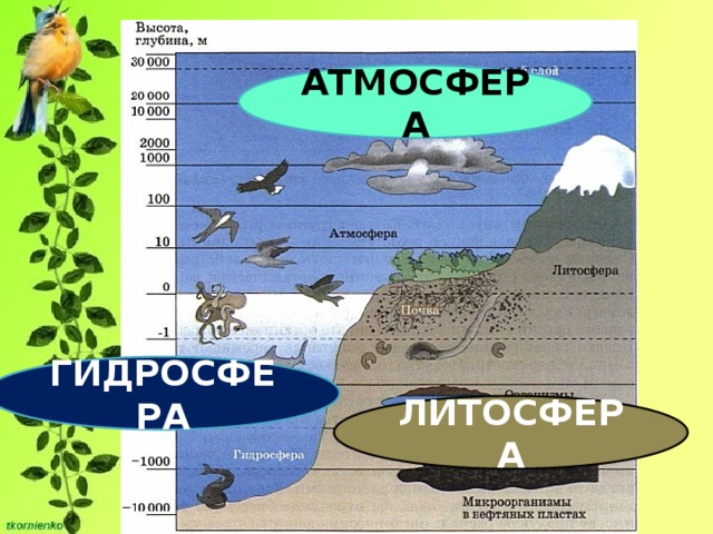 АТМОСФЕРА ГИДРОСФЕРА ЛИТОСФЕРА 