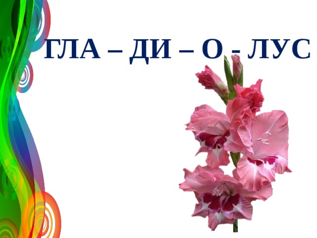 ГЛА – ДИ – О - ЛУС 