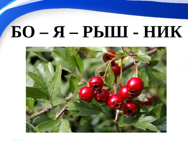 БО – Я – РЫШ - НИК 