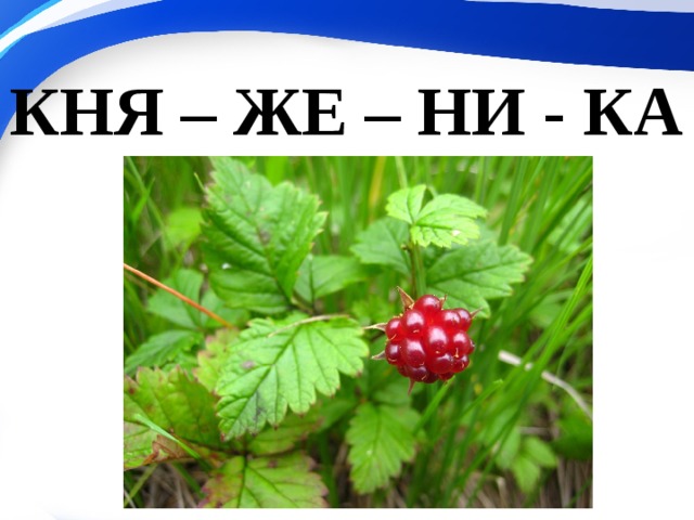 КНЯ – ЖЕ – НИ - КА 