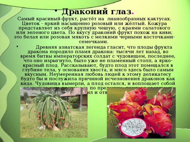 Драконий глаз . Самый красивый фрукт, растёт на лианообразных кактусах. Цветок - яркий насыщенно розовый или жёлтый. Кожура представляет из себя крупную чешую, с краями салатового или зеленого цвета. По вкусу драконий фрукт похож на киви; это белая или розовая мякоть с мелкими черными косточками-семечками.  Древняя азиатская легенда гласит, что плоды фрукта дракона породило пламя дракона: тысячи лет назад, во время битвы императорских солдат с чудовищем, последнее, что оно изрыгнуло, было уже не пламенный столп, а ярко-красный плод. Рассказывают, будто плод этот помещался в глубине тела, у основания хвоста, и мясо здесь было самым вкусным. Неумеренная любовь людей к этому деликатесу будто бы и послужила причиной исчезновения драконов как вида. Чудовища вымерли, а плод остался, и воплощает собой огненную суть дракона и, по преданию, придает съевшему ее сил и отваги. 