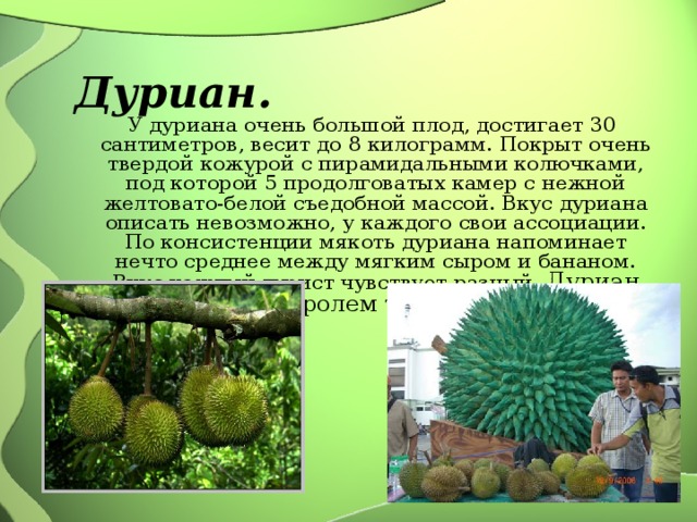  Дуриан.  У дуриана очень большой плод, достигает 30 сантиметров, весит до 8 килограмм. Покрыт очень твердой кожурой с пирамидальными колючками, под которой 5 продолговатых камер с нежной желтовато-белой съедобной массой. Вкус дуриана описать невозможно, у каждого свои ассоциации. По консистенции мякоть дуриана напоминает нечто среднее между мягким сыром и бананом. Вкус каждый турист чувствует разный. Дуриан называют “королем тайских фруктов”,  