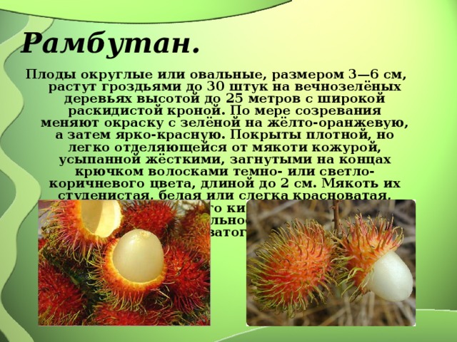 Рамбутан. Плоды округлые или овальные, размером 3—6 см, растут гроздьями до 30 штук на вечнозелёных деревьях высотой до 25 метров с широкой раскидистой кроной. По мере созревания меняют окраску с зелёной на жёлто-оранжевую, а затем ярко-красную. Покрыты плотной, но легко отделяющейся от мякоти кожурой, усыпанной жёсткими, загнутыми на концах крючком волосками темно- или светло-коричневого цвета, длиной до 2 см. Мякоть их студенистая, белая или слегка красноватая, ароматная, приятного кисло-сладкого вкуса. Семя крупное, овальное, длиной до 3 см, коричневатого цвета . 