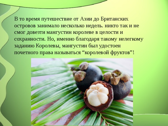 В то время путешествие от Азии до Британских островов занимало несколько недель. никто так и не смог довезти мангустин королеве в целости и сохранности. Но, именно благодаря такому нелегкому заданию Королевы, мангустин был удостоен почетного права называться “королевой фруктов”! 