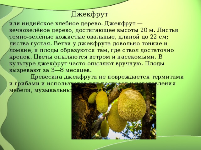 Джекфрут или индийское хлебное дерево. Джекфрут — вечнозелёное дерево, достигающее высоты 20 м. Листья темно-зелёные кожистые овальные, длиной до 22 см; листва густая. Ветви у джекфрута довольно тонкие и ломкие, и плоды образуются там, где ствол достаточно крепок. Цветы опыляются ветром и насекомыми. В культуре джекфрут часто опыляют вручную. Плоды вызревают за 3—8 месяцев. Древесина джекфрута не повреждается термитами и грибами и используется для построек и изготовления мебели, музыкальных инструментов. 