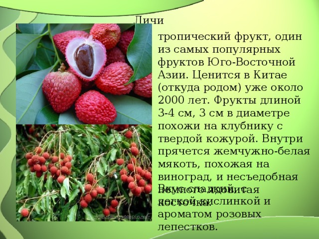 Личи тропический фрукт, oдин из самых популярных фруктов Юго-Восточной Азии. Ценится в Китае (откуда родом) уже около 2000 лет. Фрукты длиной 3-4 см, 3 см в диаметре похожи на клубнику с твердой кожурой. Внутри прячется жемчужно-белая мякоть, похожая на виноград, и несъедобная немного ядовитая косточка. Вкус сладкий, с легкой кислинкой и ароматом розовых лепестков. 