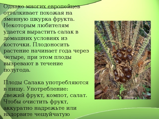Однако многих европейцев отталкивает похожая на змеиную шкурка фрукта. Некоторым любителям удается вырастить салак в домашних условиях из косточки. Плодоносить растение начинает года через четыре, при этом плоды вызревают в течение полугода. Плоды Салака употребляются в пищу. Употребление: свежий фрукт, компот, салат. Чтобы очистить фрукт, аккуратно надрежьте или надорвите чешуйчатую кожуру у края и снимите ее, как снимаете скорлупу с яйца. Также вместе с растением сала культивируется и другой фрукт, очень похожий на сала. Хотя и многие считают, что это просто тайское название данного фрукта, а не другой фрукт. Его имя 
