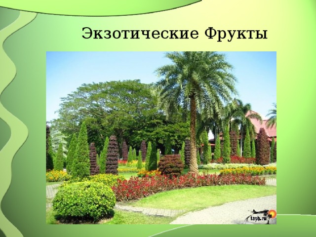 Экзотические Фрукты 