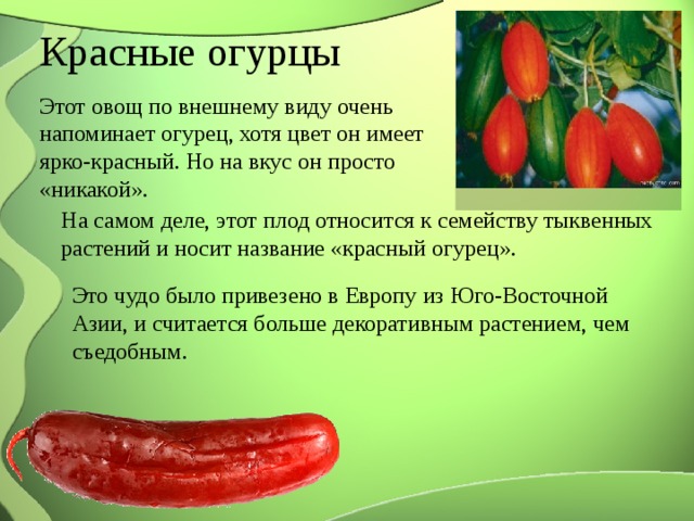 Красные огурцы Этот овощ по внешнему виду очень напоминает огурец, хотя цвет он имеет ярко-красный. Но на вкус он просто «никакой». На самом деле, этот плод относится к семейству тыквенных растений и носит название «красный огурец». Это чудо было привезено в Европу из Юго-Восточной Азии, и считается больше декоративным растением, чем съедобным. 