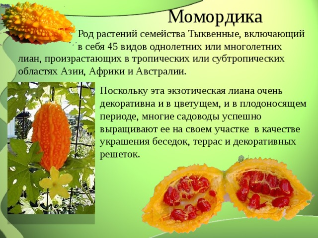 Момордика Род растений семейства Тыквенные, включающий в себя 45 видов однолетних или многолетних лиан, произрастающих в тропических или субтропических областях Азии, Африки и Австралии. Поскольку эта экзотическая лиана очень декоративна и в цветущем, и в плодоносящем периоде, многие садоводы успешно выращивают ее на своем участке в качестве украшения беседок, террас и декоративных решеток. 