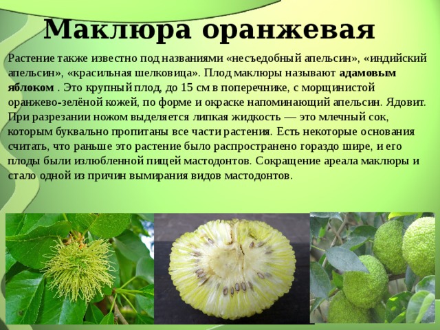 Маклюра оранжевая Растение также известно под названиями «несъедобный апельсин», «индийский апельсин», «красильная шелковица». Плод маклюры называют  адамовым яблоком  . Это крупный плод, до 15 см в поперечнике, с морщинистой оранжево-зелёной кожей, по форме и окраске напоминающий апельсин. Ядовит. При разрезании ножом выделяется липкая жидкость — это млечный сок, которым буквально пропитаны все части растения. Есть некоторые основания считать, что раньше это растение было распространено гораздо шире, и его плоды были излюбленной пищей мастодонтов. Сокращение ареала маклюры и стало одной из причин вымирания видов мастодонтов. 