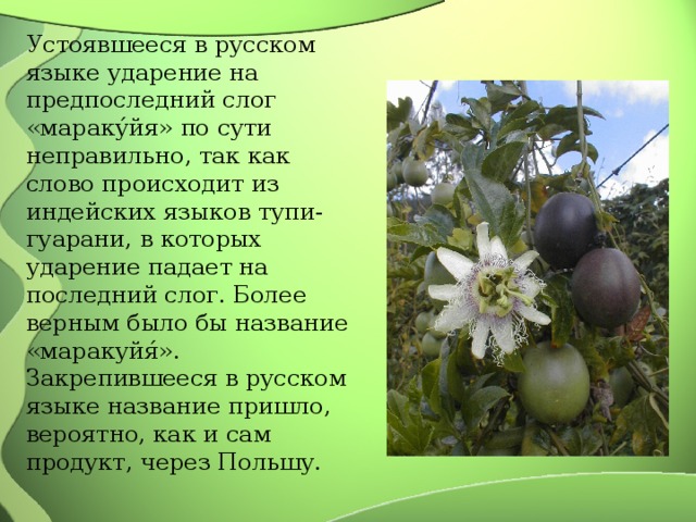 Устоявшееся в русском языке ударение на предпоследний слог «мараку́йя» по сути неправильно, так как слово происходит из индейских языков тупи-гуарани, в которых ударение падает на последний слог. Более верным было бы название «маракуйя́». Закрепившееся в русском языке название пришло, вероятно, как и сам продукт, через Польшу. 
