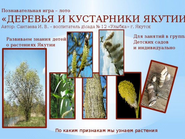 Познавательная игра – лото «ДЕРЕВЬЯ И КУСТАРНИКИ ЯКУТИИ» Автор: Сантаева И. В. – воспитатель д\сада № 12 «Улыбка» г. Якутск Для занятий в группах Детских садов и индивидуально Развиваем знания детей о растениях Якутии По каким признакам мы узнаем растения 