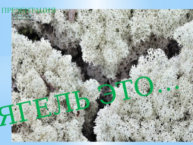 ЯГЕЛЬ ЭТО… ПРЕЗЕНТАЦИЯ 