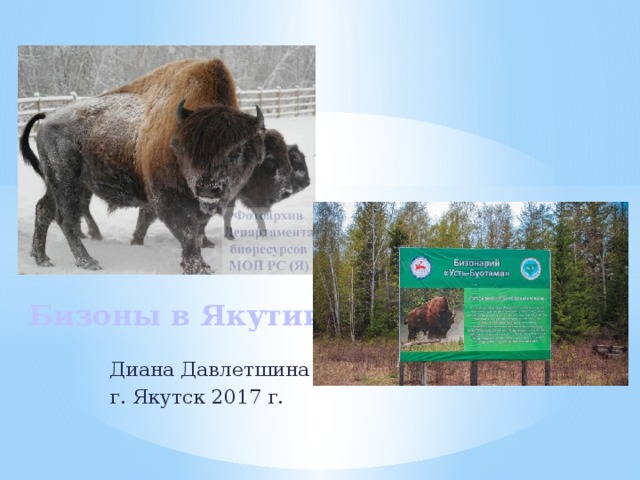 Бизоны в Якутии Диана Давлетшина г. Якутск 2017 г. 