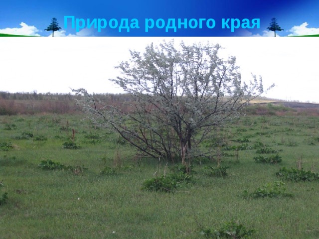 Природа родного края 
