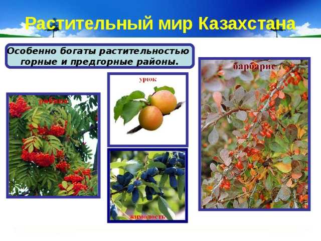 Растительный мир Казахстана Особенно богаты растительностью горные и предгорные районы. 