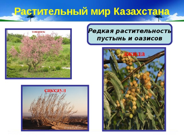 Растительный мир Казахстана Редкая растительность  пустынь и оазисов 