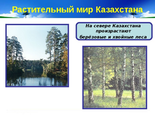 Растительный мир Казахстана На севере Казахстана произрастают берёзовые и хвойные леса  