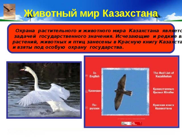 Животный мир Казахстана  Охрана растительного и животного мира Казахстана является  задачей государственного значения. Исчезающие и редкие виды растений, животных и птиц занесены в Красную книгу Казахстана и взяты под особую охрану государства. 