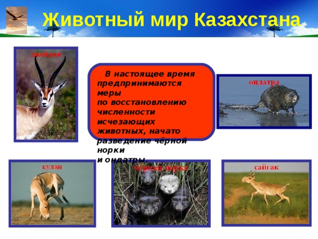 Животный мир Казахстана  В настоящее время предпринимаются меры по восстановлению численности исчезающих животных, начато разведение чёрной норки и ондатры. 