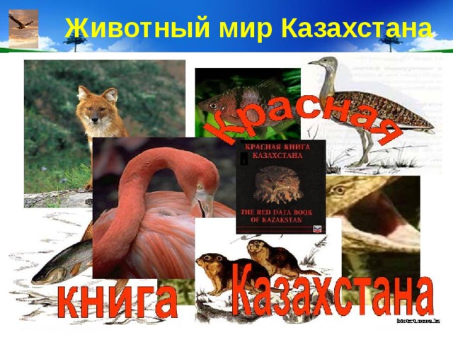 Животный мир Казахстана 
