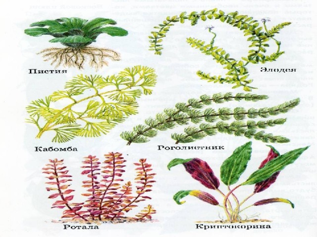 Растения аквариума 