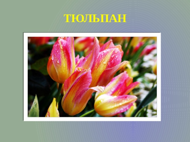 ТЮЛЬПАН 