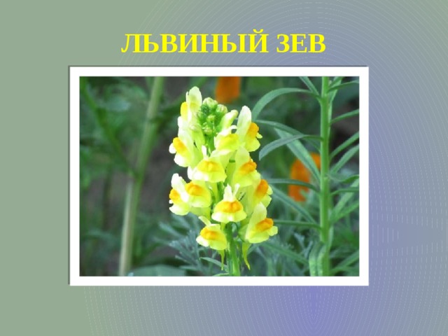 ЛЬВИНЫЙ ЗЕВ 