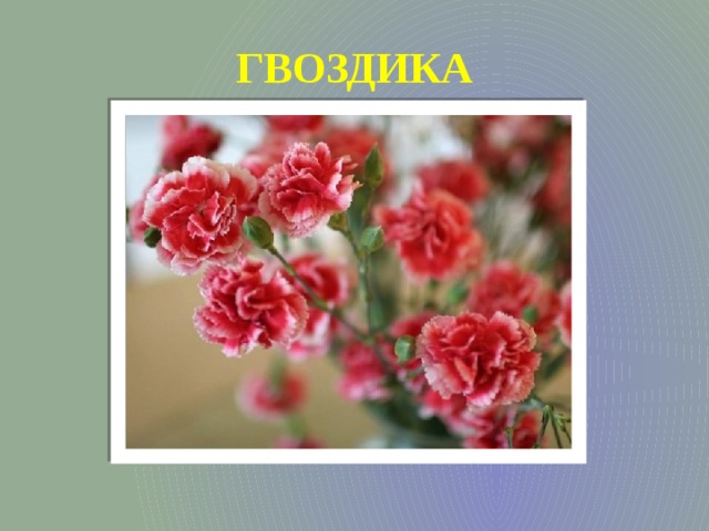 ГВОЗДИКА 