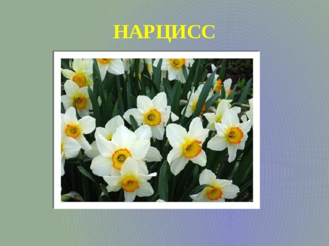 НАРЦИСС 