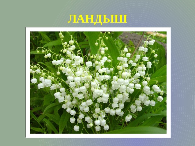 ЛАНДЫШ 