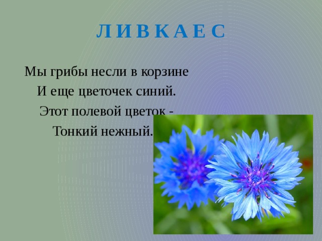 Л И В К А Е С Мы грибы несли в корзине И еще цветочек синий. Этот полевой цветок - Тонкий нежный... 