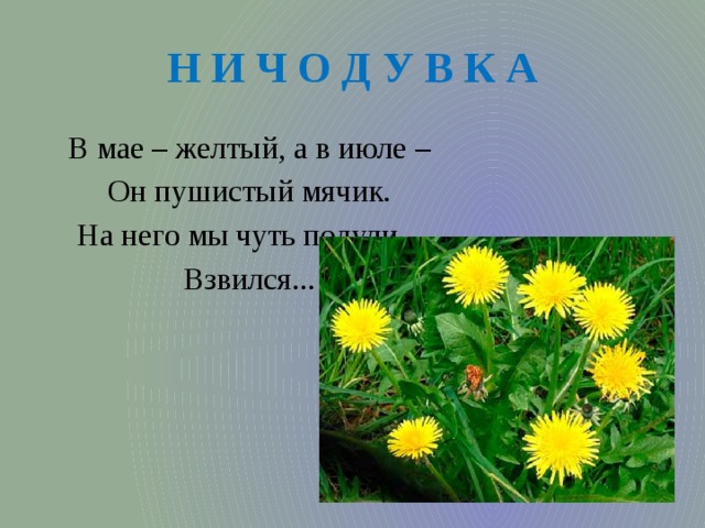 Н И Ч О Д У В К А В мае – желтый, а в июле – Он пушистый мячик. На него мы чуть подули – Взвился... 