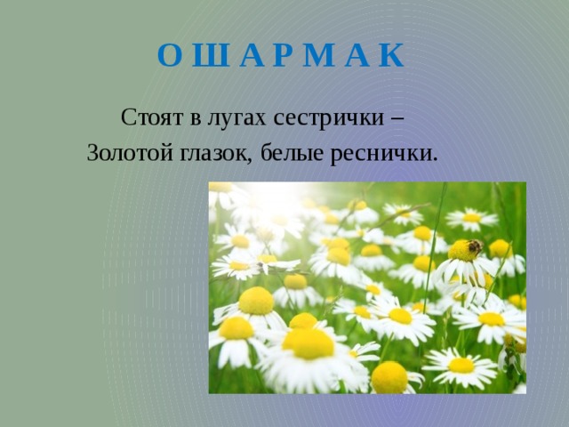 О Ш А Р М А К Стоят в лугах сестрички – Золотой глазок, белые реснички. 